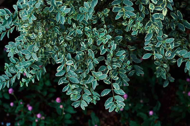 تصویر افقی نزدیک از Ligustrum japonicum 'Variegatum' در حال رشد در باغ با شاخ و برگ های سبز و زرد رنگارنگ که روی پس زمینه ای با فوکوس نرم تیره تصویر شده است.