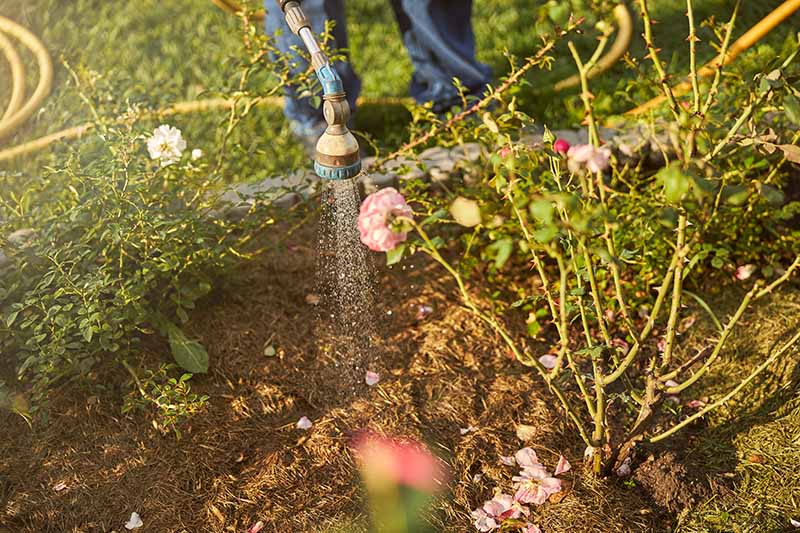 تصویری افقی نزدیک از باغبانی که از یک لوله خرطومی برای آبیاری گیاهان مرزی که با مالچ در آفتاب ملایم پاییزی احاطه شده اند استفاده می کند.