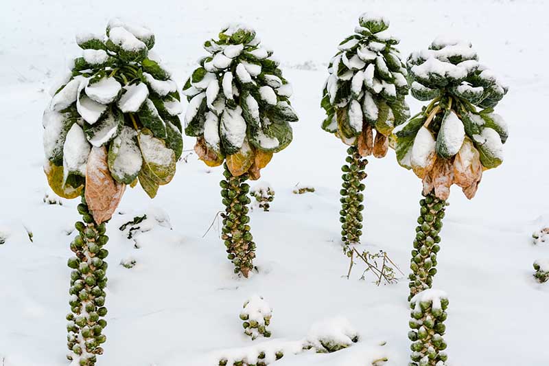 تصویر افقی نزدیک از Brassica oleracea var.  gemmifera در برف که در یک منظره زمستانی برفی تصویر شده است.