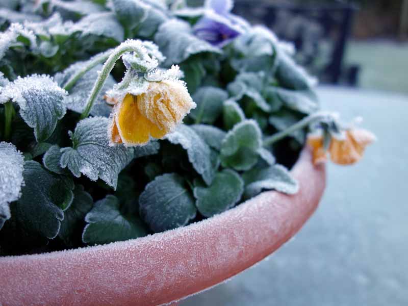 تصویر افقی نزدیک از گل‌های زرد که در گلدانی پوشیده شده در لایه‌ای از یخ در حال رشد هستند که روی پس‌زمینه‌ای با فوکوس ملایم تصویر شده است.