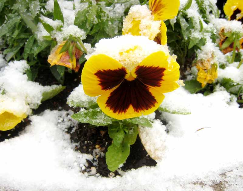 یک تصویر افقی نزدیک از یک گل پانسی زرد و شرابی که در برف رشد می کند.