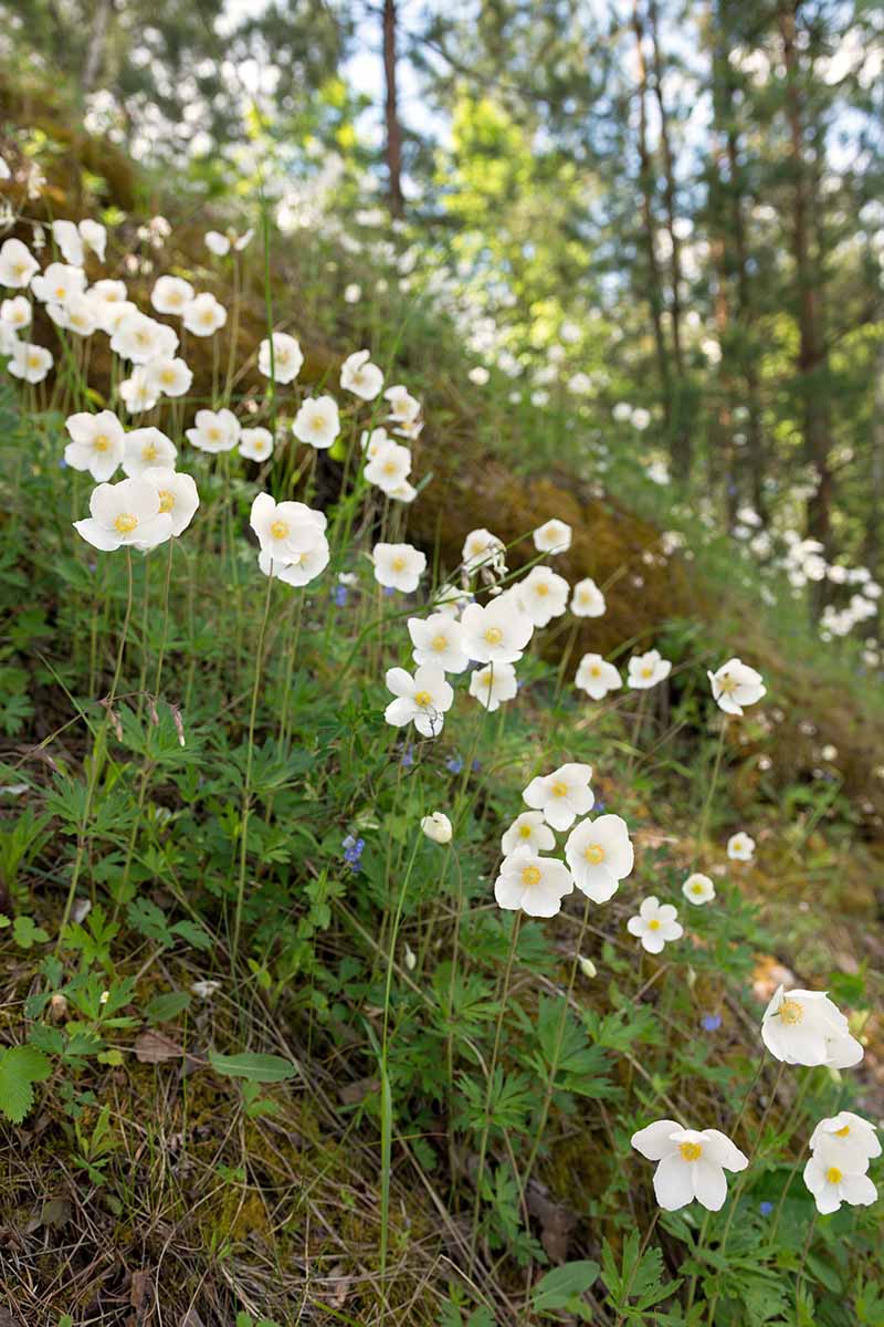 تصویر عمودی نزدیک از یک محیط جنگلی با گل‌های سفید روییده در دامنه تپه.
