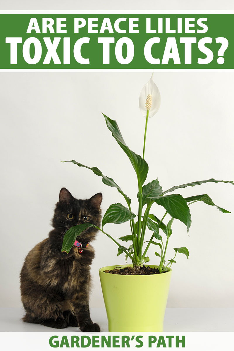 تصویر افقی نزدیک از یک بچه گربه کوچک لاک پشتی که در کنار یک گیاه آپارتمانی در گلدان سبز لیمویی نشسته است، که در پس زمینه سفید تصویر شده است.  در بالا و پایین کادر، متن سبز و سفید چاپ شده است.