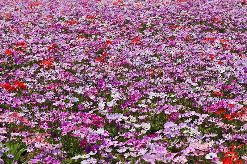 تصویر افقی نزدیک از گل‌های شقایق با رنگ‌های مختلف در یک کاشت انبوه در یک علفزار، در زیر نور آفتاب روشن.