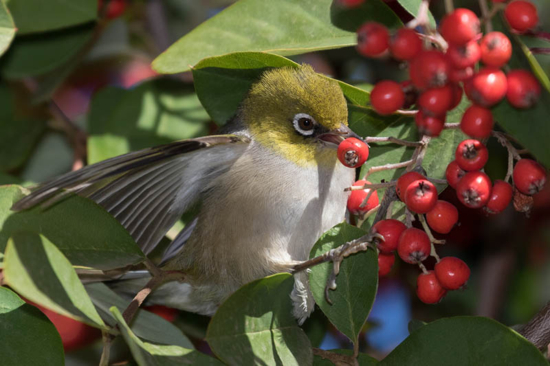 تصویر افقی نزدیک از یک پرنده کوچک که از توت‌های قرمز روشن در باغ پاییزی تغذیه می‌کند، روی پس‌زمینه‌ای با فوکوس ملایم تصویر شده است.
