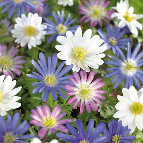 تصویر مربع نزدیک از گل‌های شقایق‌بلندای آبی، صورتی و سفید که در باغ رشد می‌کنند، روی پس‌زمینه‌ای با فوکوس نرم.