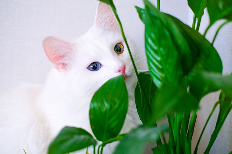 تصویر نزدیک از یک گربه ون ترکی سفید با یک چشم آبی و یک چشم کهربایی که در پشت یک گیاه زنبق صلح پنهان شده است، که در پس زمینه سفید تصویر شده است.