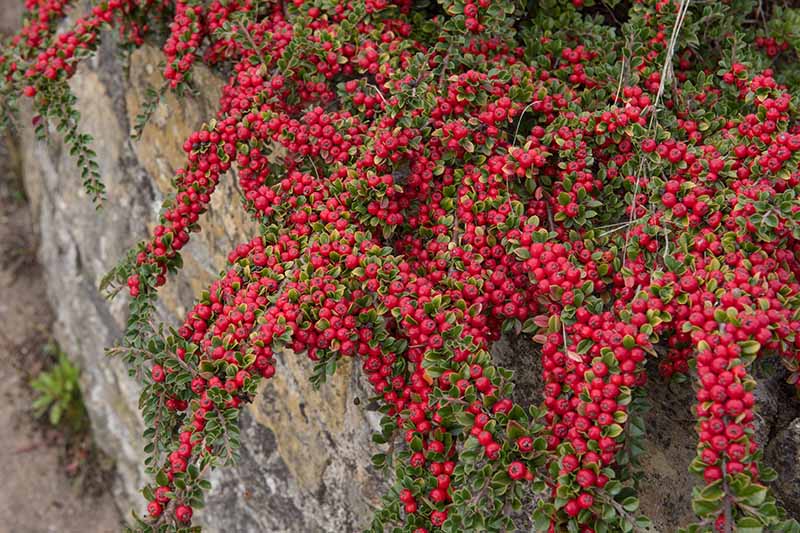 تصویر افقی نزدیک از یک گیاه خزنده پوشش زمینی پوشیده از توت‌های قرمز روشن که روی دیواره‌ای سنگی کم ارتفاع می‌ریزند.