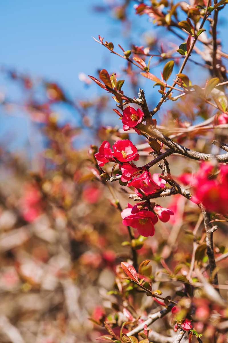 تصویر عمودی نزدیک از یک گیاه به گل که با گل های قرمز در باغ با پس زمینه آسمان آبی شکوفا می شود.