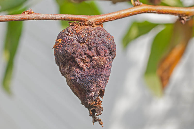تصویر افقی نزدیک از یک میوه در حال پوسیدگی روی گیاه Chaenomeles که روی پس‌زمینه فوکوس ملایم تصویر شده است.