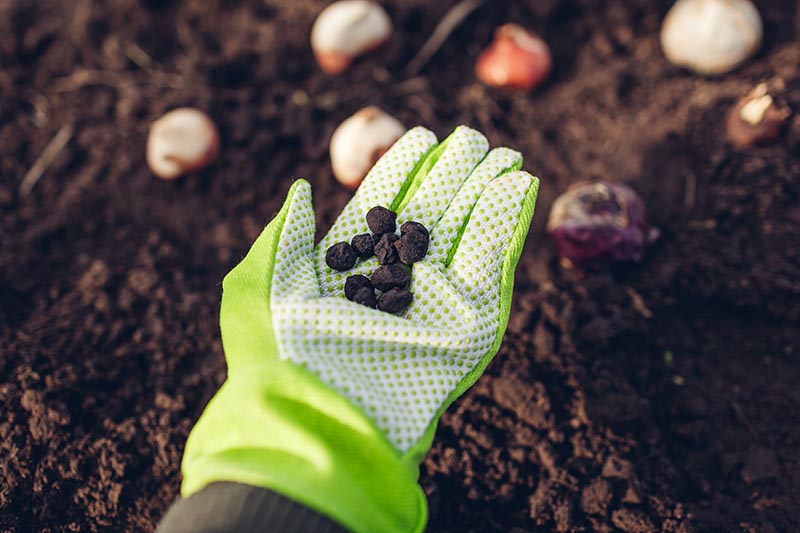 تصویر افقی نزدیک از یک دست دستکش که دانه های کوچکی را برای کاشت در باغ در دست گرفته است.  در پس زمینه خاک تیره و غنی است.