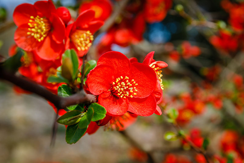 تصویر افقی نزدیک از گل‌های Chaenomeles قرمز روشن که در باغ رشد می‌کنند، در زیر نور آفتاب روشن روی پس‌زمینه‌ای با فوکوس ملایم تصویر شده است.