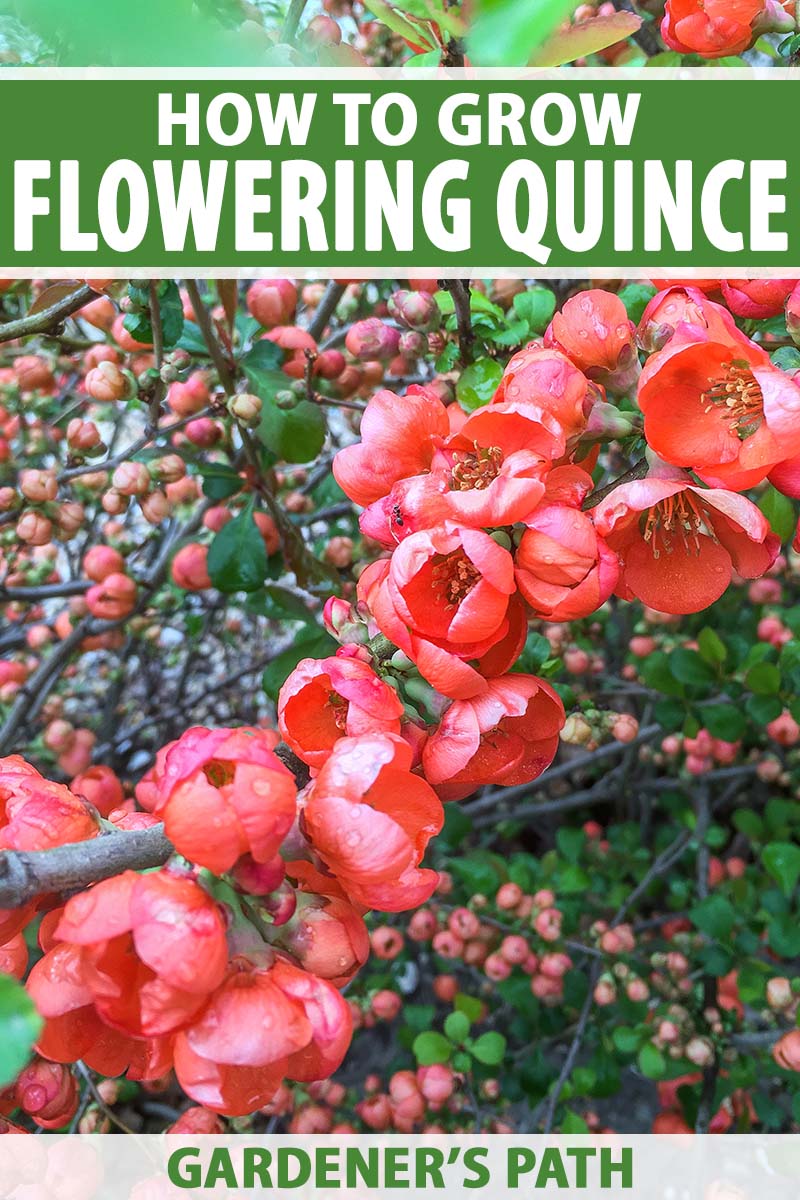 تصویر عمودی نزدیک از شکوفه‌های قرمز روشن درخت به گل که در بهار در باغ رشد می‌کنند.  در بالا و پایین کادر، متن سبز و سفید چاپ شده است.