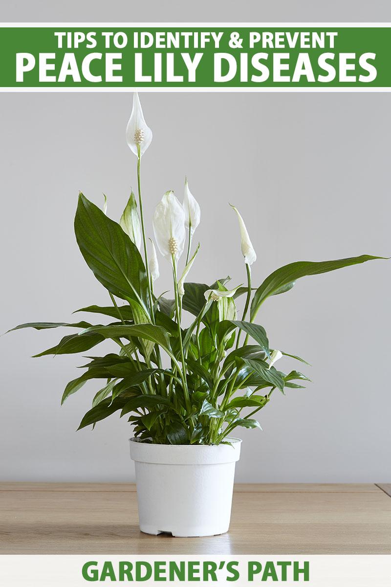 تصویری عمودی از یک گیاه کوچک اسپاتی فیلوم در یک گلدان سفید که روی یک سطح چوبی با دیوار خاکستری روشن در پس‌زمینه قرار دارد.  در بالا و پایین کادر، متن سبز و سفید چاپ شده است.