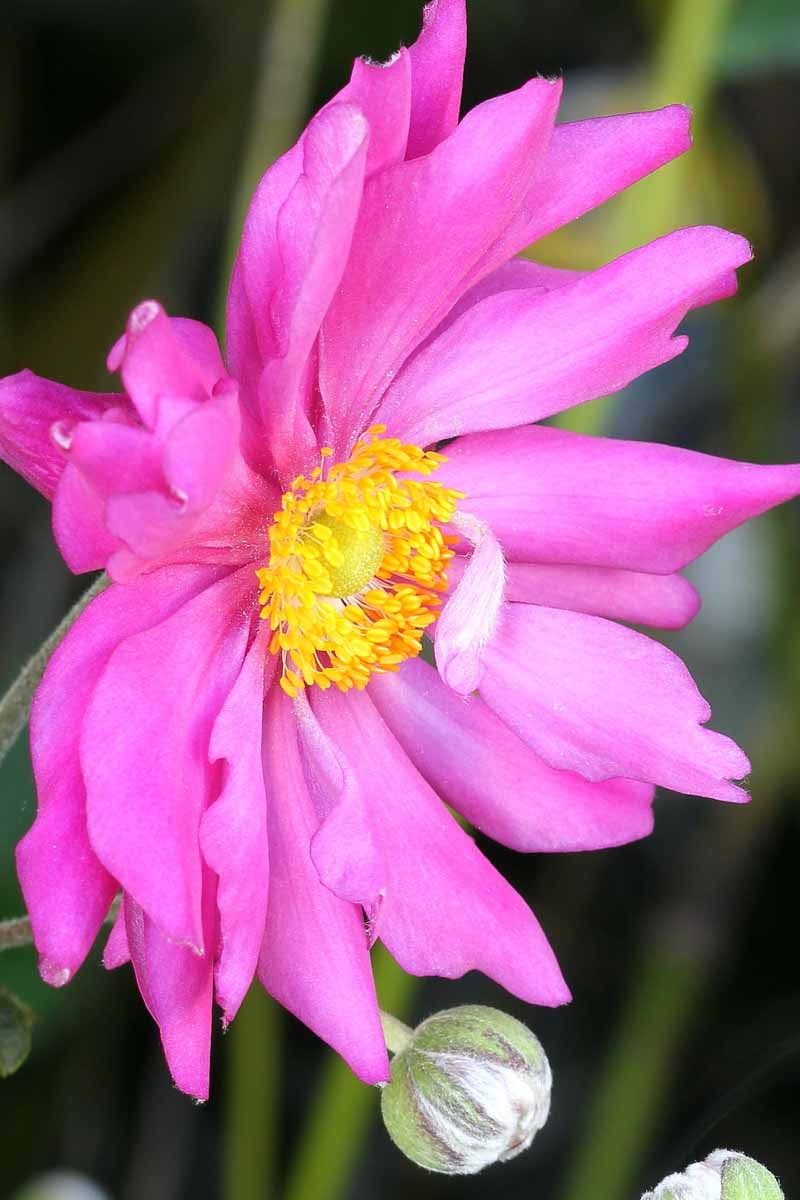 تصویر عمودی نزدیک از یک گل صورتی روشن در حال رشد در باغ که در پس‌زمینه‌ای با فوکوس ملایم به تصویر کشیده شده است.