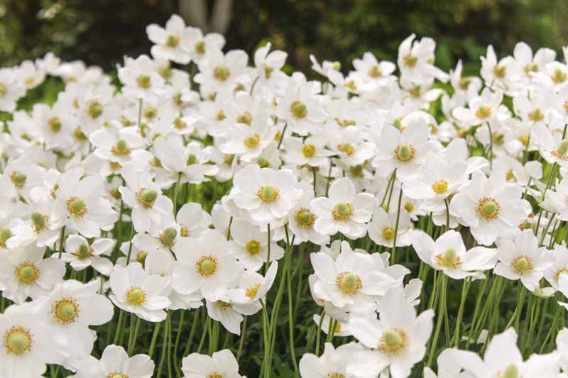 تصویر افقی نزدیک از گل‌های سفید در یک کاشت انبوه که در باغ رشد می‌کند و در پس‌زمینه محو می‌شود.