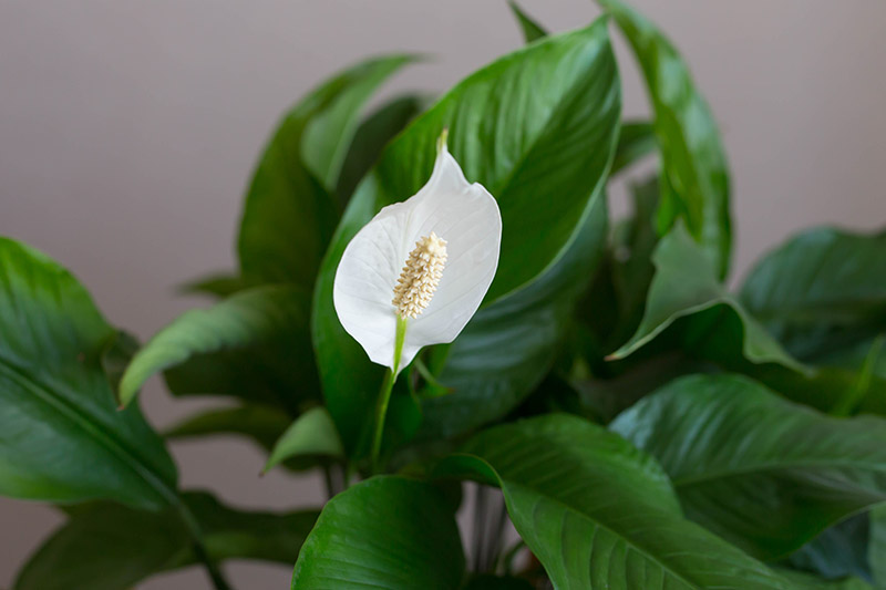 نمای نزدیک از برگ های سبز و اسپات سفید یک گیاه Spathiphyllum که در داخل خانه رشد می کند.