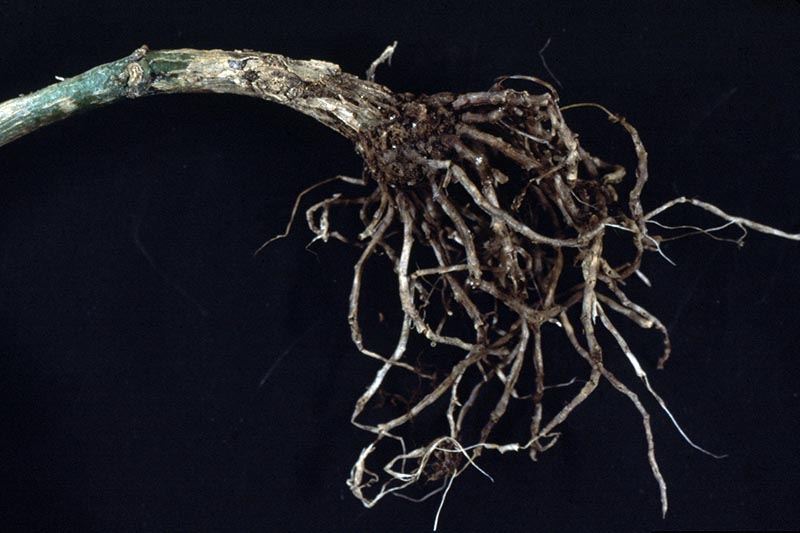 تصویر افقی نزدیک از ریشه‌هایی که از پوسیدگی ریشه Pythium رنج می‌برند، روی پس‌زمینه سیاه.