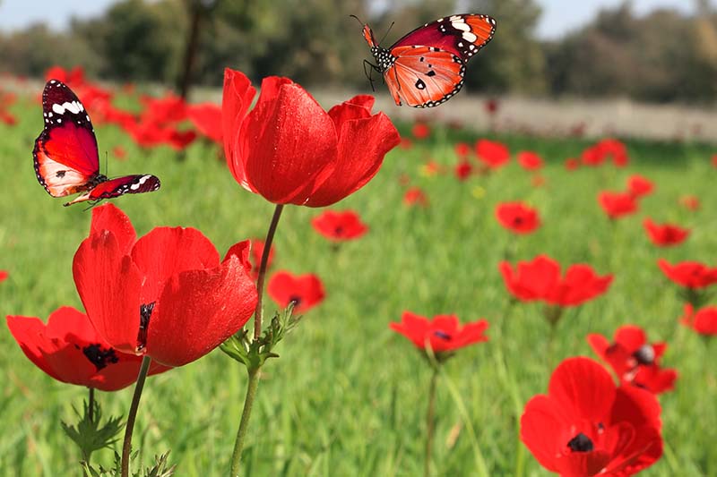 تصویر افقی نزدیک از گل‌های خشخاش مانند قرمز روشن که در باغ با پروانه‌هایی که روی شکوفه‌ها فرود آمده‌اند، روی یک پس‌زمینه فوکوس ملایم به تصویر کشیده شده‌اند.