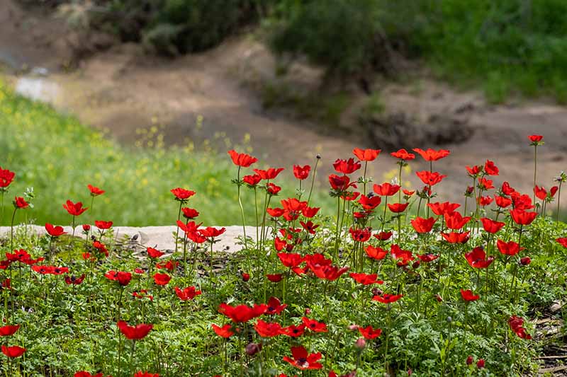 تصویر افقی نزدیک از دسته گل‌های شقایق‌مانند قرمز روشن که در باغ کاشته شده‌اند، روی پس‌زمینه‌ای با فوکوس نرم.