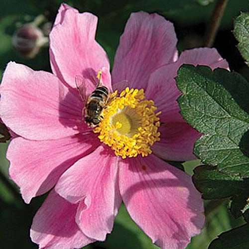 تصویر مربع نزدیک از یک گل صورتی روشن که در زیر نور آفتاب با زنبوری که از پرچم زرد تغذیه می‌کند، در پس‌زمینه‌ای با فوکوس ملایم تصویر شده است.