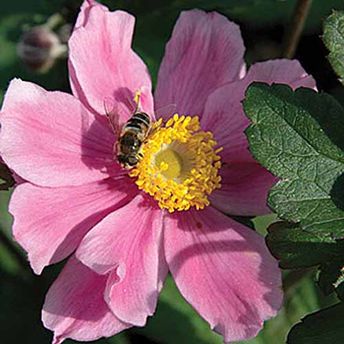 تصویر مربع نزدیک از یک گل صورتی روشن با مرکز زرد روشن و یک زنبور عسل، که در آفتاب روشن روی پس‌زمینه فوکوس ملایم تصویر شده است.