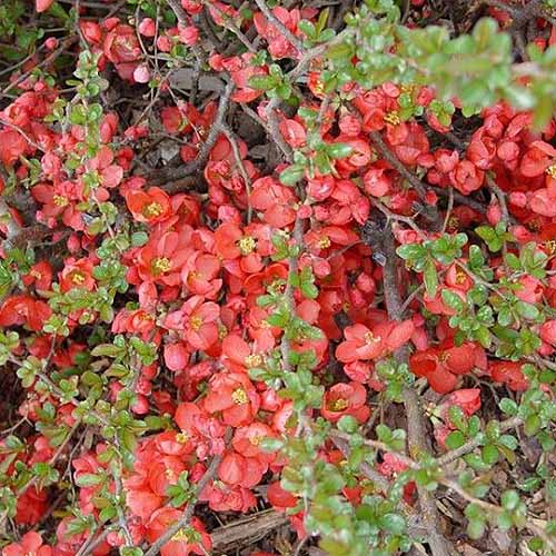 تصویر مربع نزدیک از Chaenomeles japonica «تگزاس اسکارلت» با شکوفه‌های قرمز روشن در حال رشد در باغ.