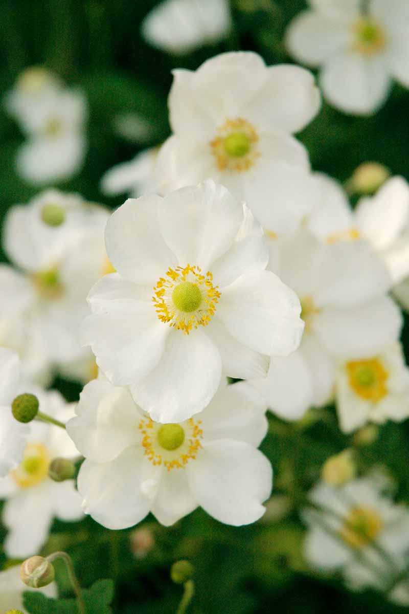 تصویر عمودی نزدیک از گل‌های شقایق ژاپنی سفید در حال رشد در باغ که در پس‌زمینه‌ای با فوکوس ملایم به تصویر کشیده شده است.