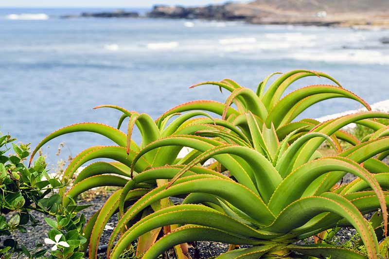تصویر افقی نزدیک از گیاهان آبدار در حال رشد در کنار صخره در کنار اقیانوس.