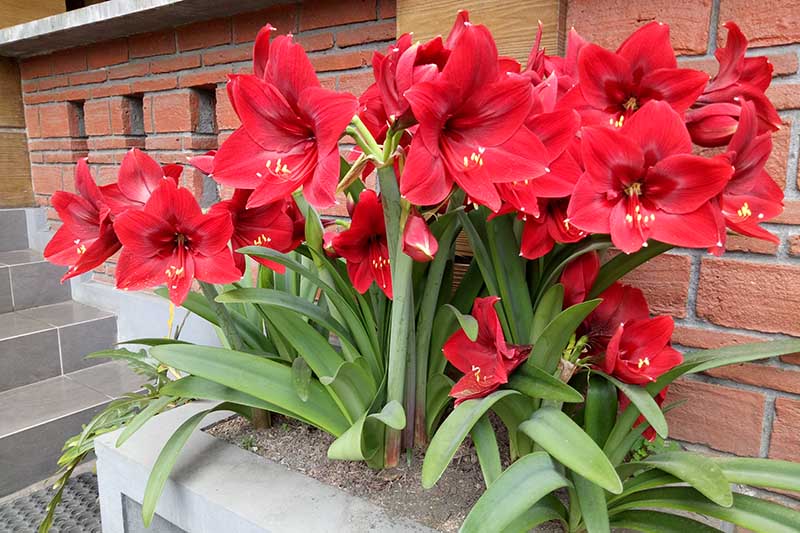 تصویر افقی نزدیک از یک گلدان در فضای باز با دسته بزرگی از گل‌های قرمز که در خارج از یک خانه آجری رشد می‌کنند.