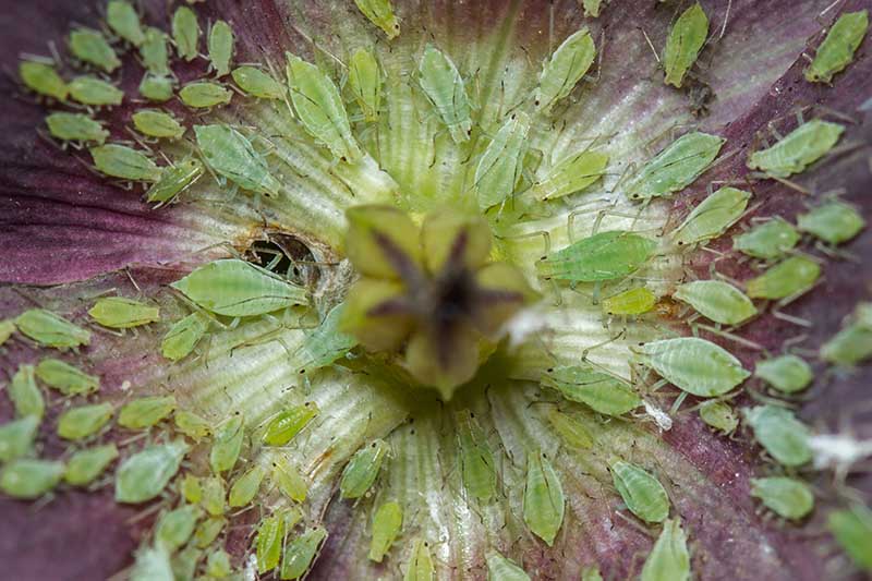 تصویر افقی نزدیک از یک گل آلوده به شته های کوچک.
