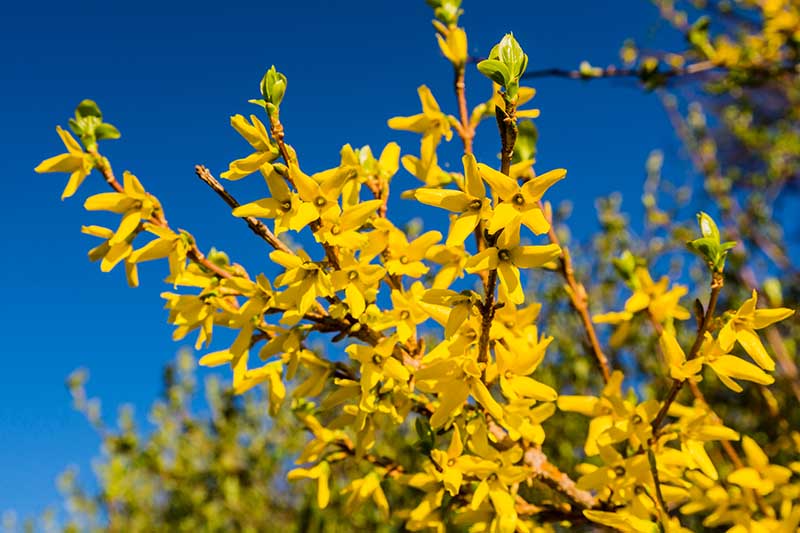 تصویر افقی نزدیک از گل‌های زرد روشن فورسیتیا که در بهار شکوفا می‌شوند، در زیر نور آفتاب درخشان در پس‌زمینه آسمان آبی.