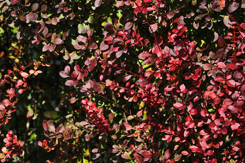 تصویر افقی نزدیک از شاخ و برگ های پاییزی بنفش مایل به قرمز C. که در باغ در حال رشد در زیر نور آفتاب روشن است.