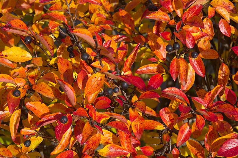 تصویر افقی نزدیک از شاخ و برگ های قرمز مایل به نارنجی روشن و میوه ارغوانی تیره C. melanocarpus که در باغ در حال رشد است و در زیر نور آفتاب روشن است.
