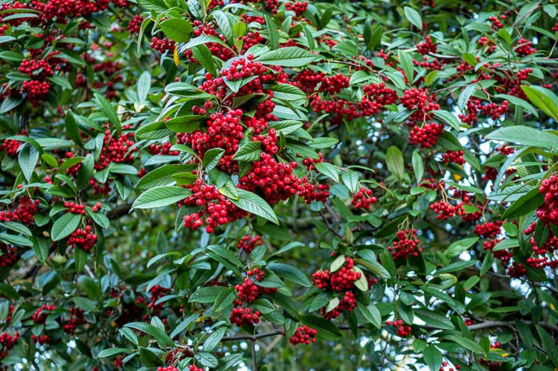 تصویر افقی نزدیک از یک درختچه بزرگ با میوه‌های قرمز روشن در حال رشد در باغ، که در پس‌زمینه‌ای با فوکوس ملایم به تصویر کشیده شده است.