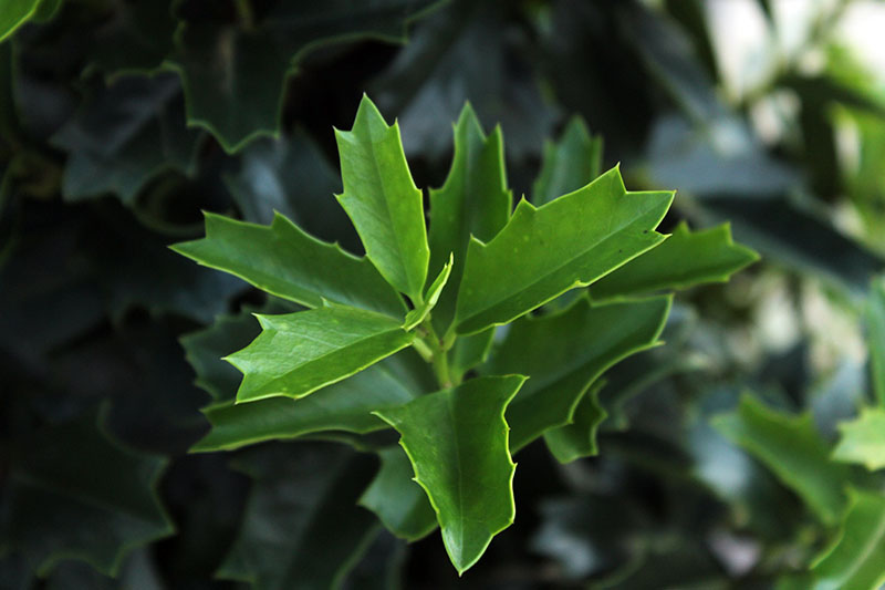 تصویر افقی نزدیک از شاخ و برگ منحصر به فرد Ilex x 'Conaf' که در باغ در حال رشد است، روی یک پس‌زمینه فوکوس ملایم تصویر شده است.