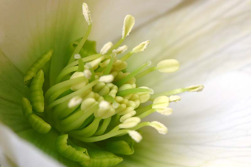 تصویر افقی نزدیک از داخل یک گل که در پس‌زمینه محو می‌شود و فوکوس ملایمی دارد.