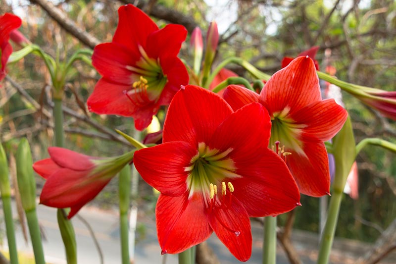تصویر افقی نزدیک از گل‌های Hippeastrum قرمز روشن که در باغ رشد می‌کنند، روی یک پس‌زمینه فوکوس نرم.