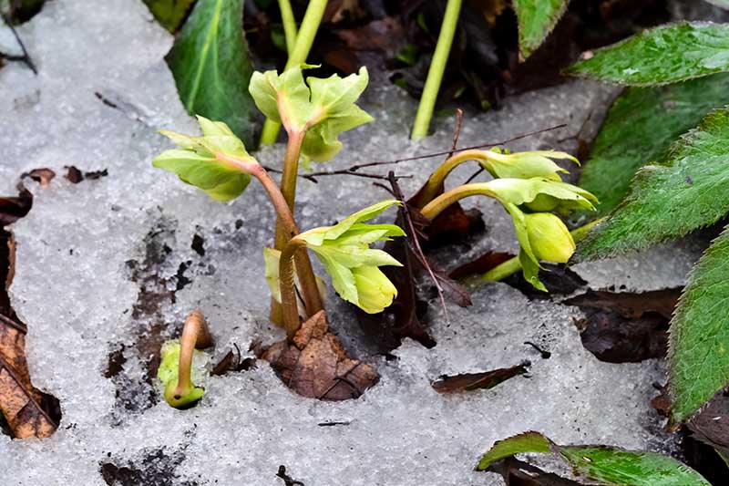 تصویر افقی نزدیک از نهالی که در میان زمین برفی در باغ اواخر زمستان رشد می کند.