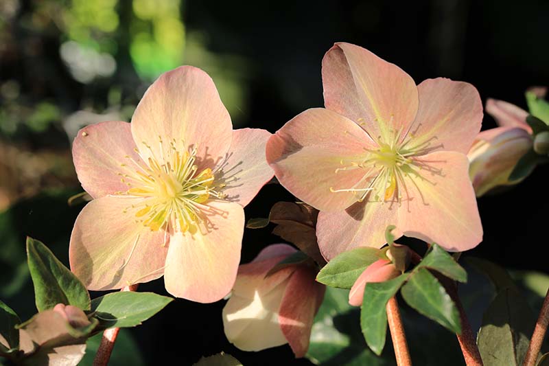 تصویر افقی نزدیک از دو گل هلو رنگی هلو که در باغ رشد می‌کنند، در زیر نور آفتاب روشن روی پس‌زمینه‌ای با فوکوس نرم.