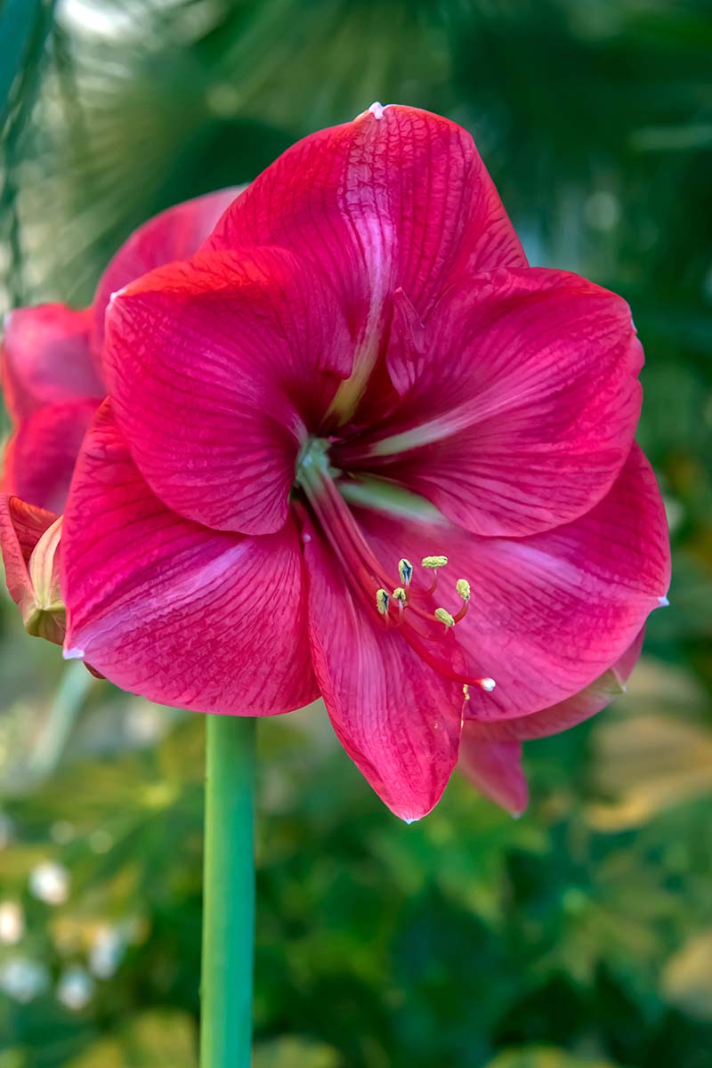 تصویر عمودی نزدیک از یک گل Hippeastrum قرمز روشن که در باغ در حال رشد است که در پس‌زمینه‌ای با فوکوس نرم سبز نشان داده شده است.