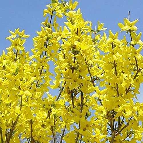 تصویر مربع نزدیک از "Lynwood Gold" forsythia در حال رشد در باغ که در پس زمینه آسمان آبی تصویر شده است.