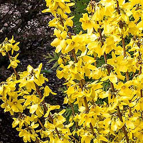 تصویر مربع نزدیک از گل‌های بهاری «طلای جادویی» که در باغ رشد می‌کنند، روی پس‌زمینه‌ای با فوکوس نرم.