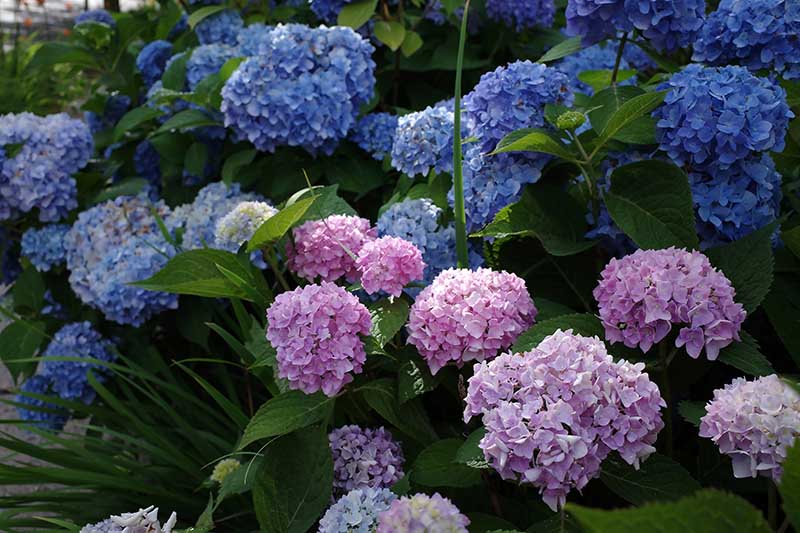 تصویر افقی نزدیک از گل‌های آبی و صورتی در حال رشد در باغ که در زیر نور آفتاب فیلتر شده روی پس‌زمینه‌ای با فوکوس ملایم تصویر شده است.
