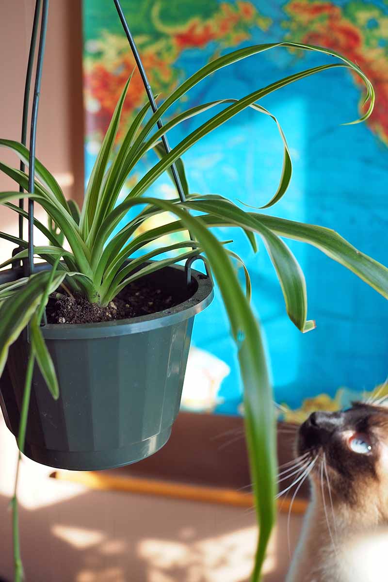تصویر عمودی نزدیک از یک گربه سیامی که آماده حمله به یک گیاه آپارتمانی در یک سبد آویزان است، که در پس‌زمینه‌ای با فوکوس نرم به تصویر کشیده شده است.
