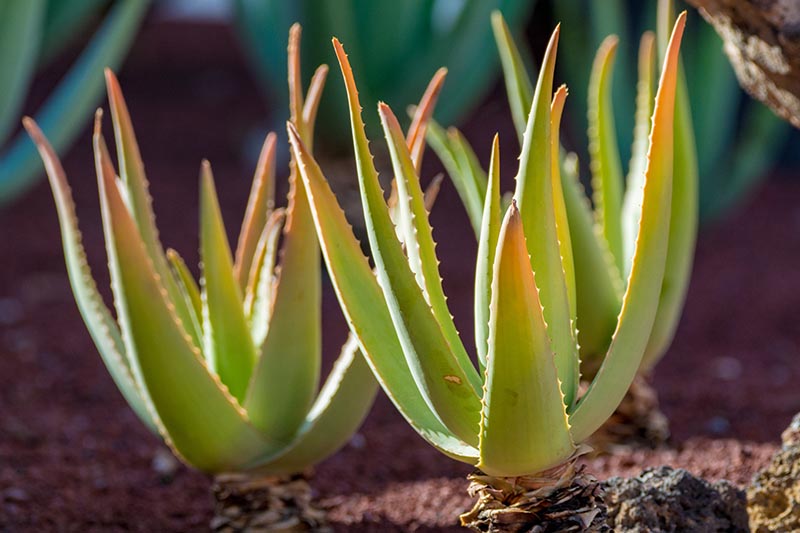 تصویر افقی نزدیک از دو گیاه کوچک آلوئه در حال رشد در باغ که در زیر نور آفتاب فیلتر شده روی پس‌زمینه‌ای با فوکوس ملایم تصویر شده است.