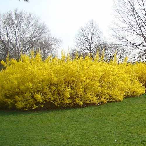 تصویر مربع نزدیک از گل‌های زرد روشن «طلوع آفتاب» فورسیتیا که در باغ رشد می‌کند.