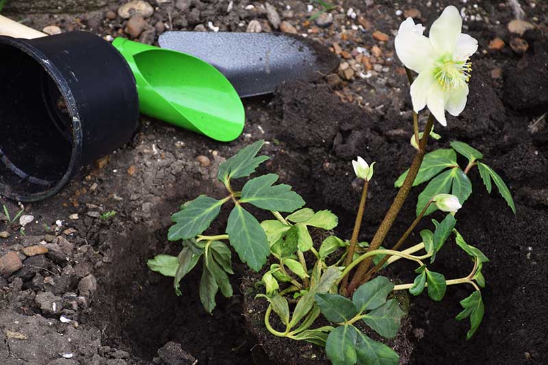 تصویر افقی نزدیک از یک گیاه گلدانی در حال پیوند به باغ با ابزار در سمت چپ قاب.