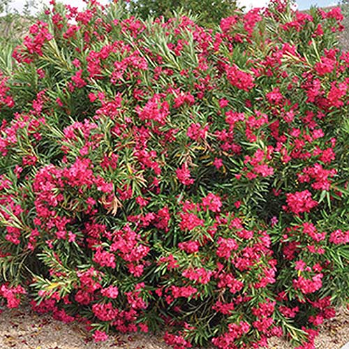 تصویر مربع نزدیک از Nerium 'Austin Pretty Limits' در حال رشد در باغ با شکوفه های قرمز روشن.