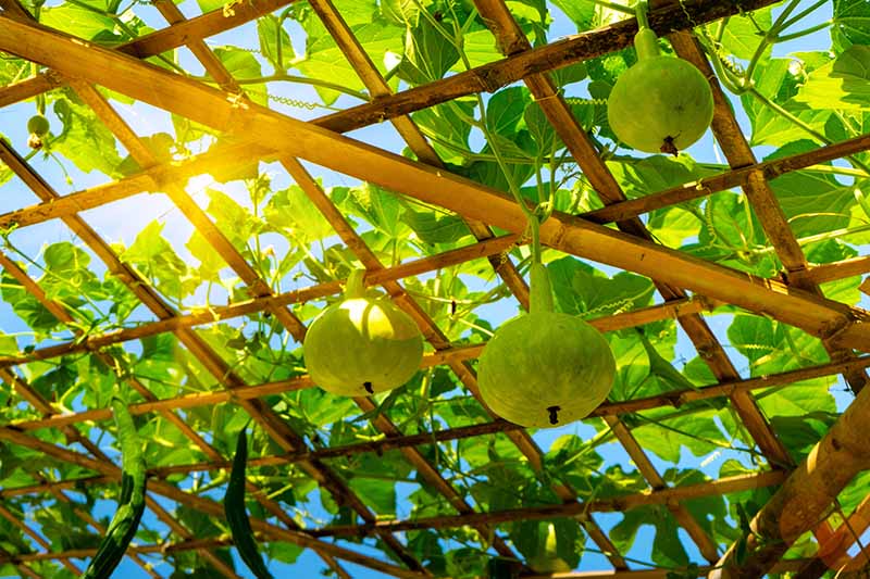 تصویر افقی نزدیک از میوه‌های Lagenaria siceraria که روی آلاچیقی با آسمان آبی و آفتاب در پس‌زمینه رشد می‌کنند.